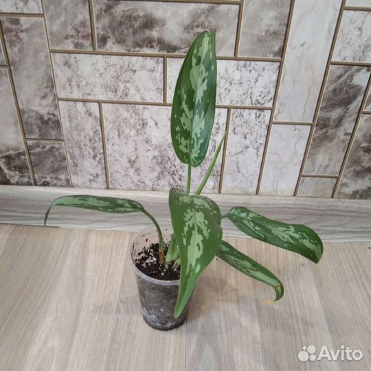 Аглаонема трейби