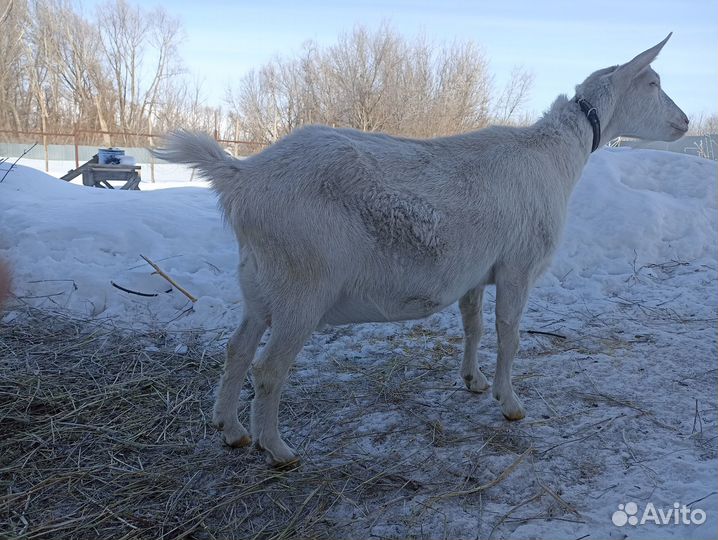 Продам дойную зааненскую козу
