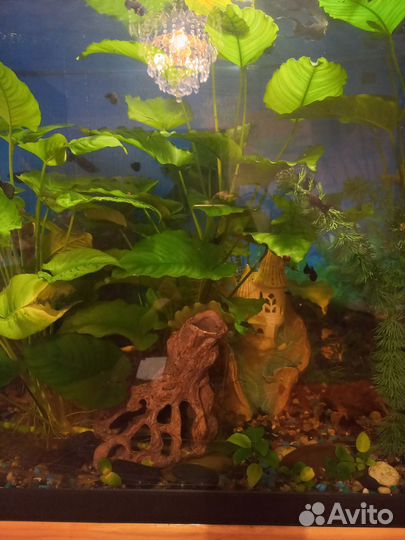 Аквариум 300 литров
