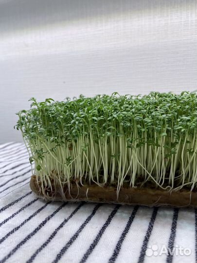 Микрозелень. Доставка