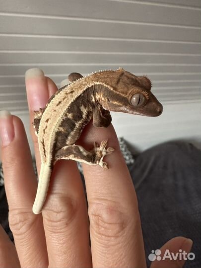 Реснитчатый бананоед Лили Вайт