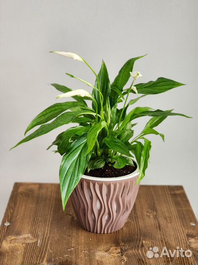 Спатифиллум в горшке