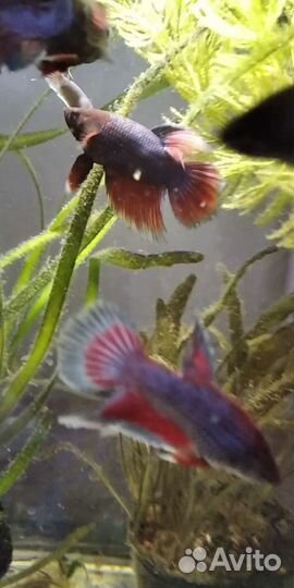 Аквариумные рыбки
