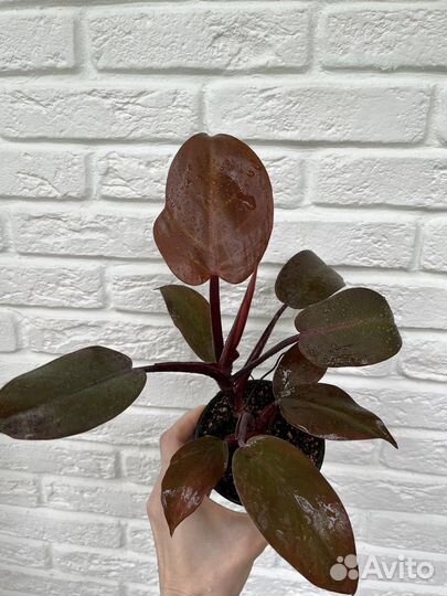 Филодендрон рэд сан