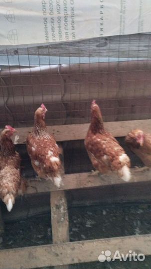 Куры Домашние и Петухи