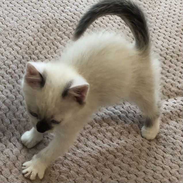 Котёнок от частного владельца