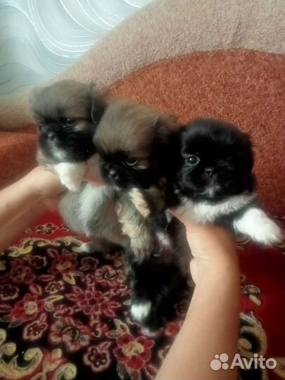Щенки пекинеса