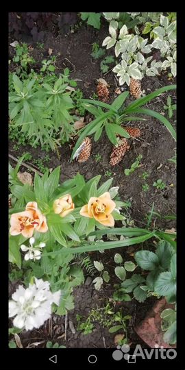 Лилии, ирисы