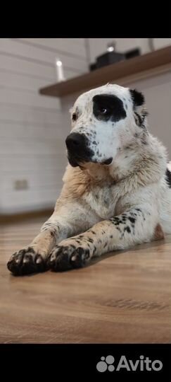 Щенки алабая