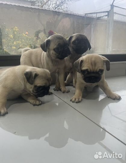 Щенки мопса