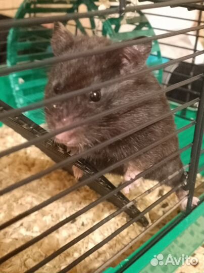 Сирийский хомяк девочка