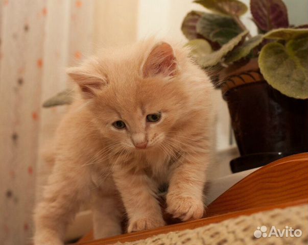 Персиковые котята фото