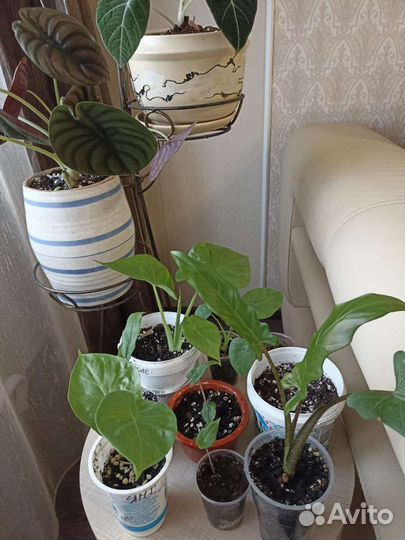 Алоказии детки