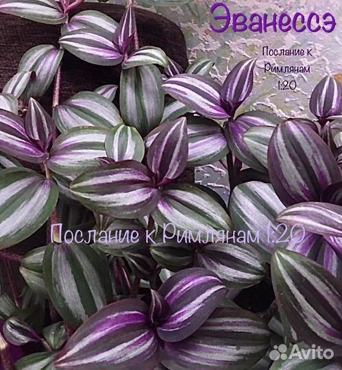 Традесканция(правый и левый берег)