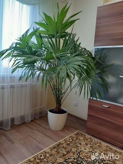 Кордилинапальма