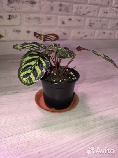 Калатея макоя