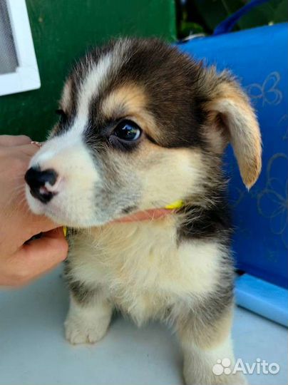 Вельш корги пемброк мальчик триколор с хвостом