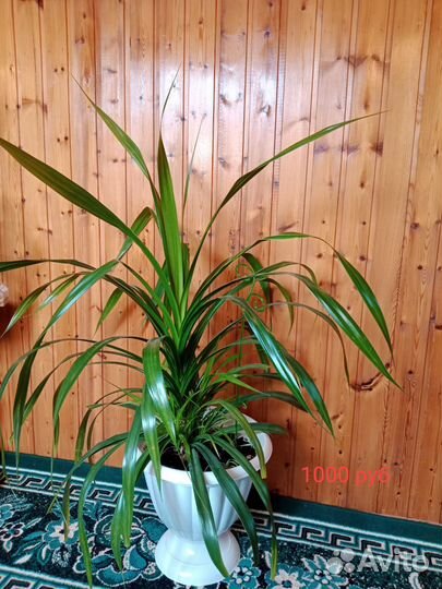 Комнатные растения