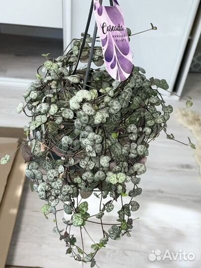 Церопегия огромная вуди вуда