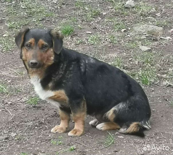 Собака Таксуля