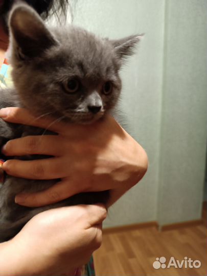 Котята в дар