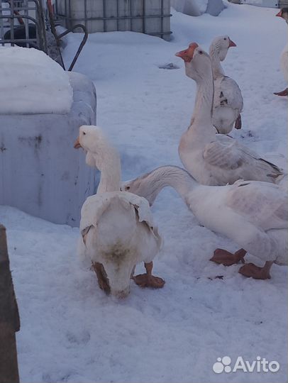 Яйцо холмогорского гуся