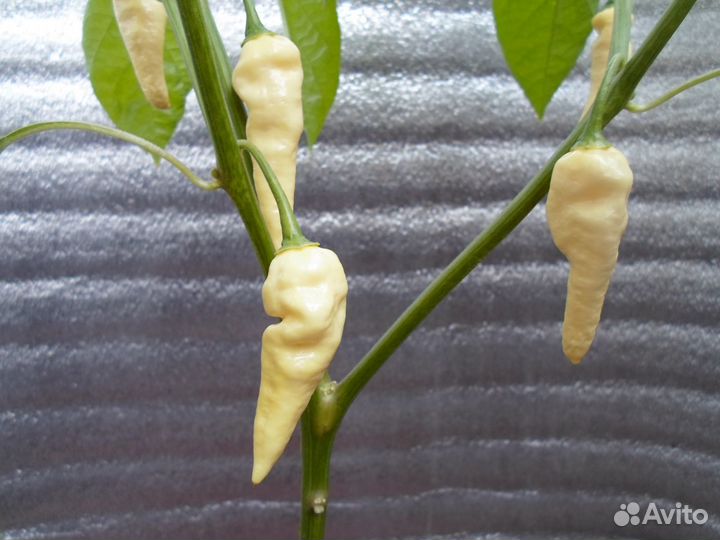 Fatalii White (Семена)