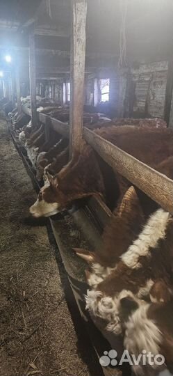 Быки и тёлки