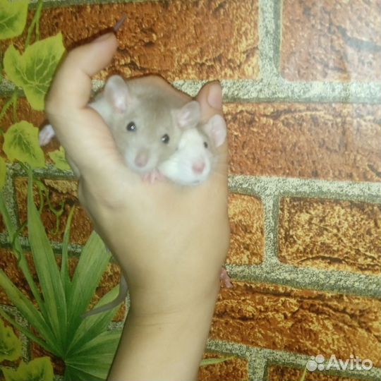 Крысы Дамбо,ручные