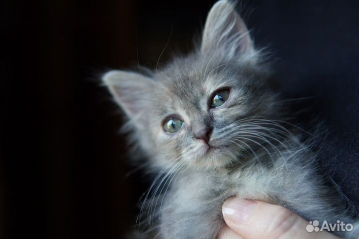 Котенок в добрые руки