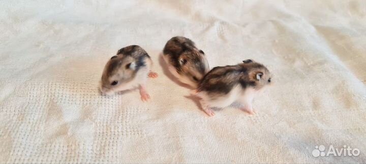 Джунгарский хомяк в добрые руки