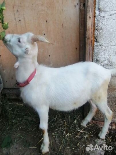 Козлы ламанча