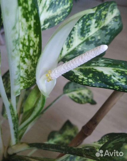 Сингониум Уайт Империал,аглаонемы