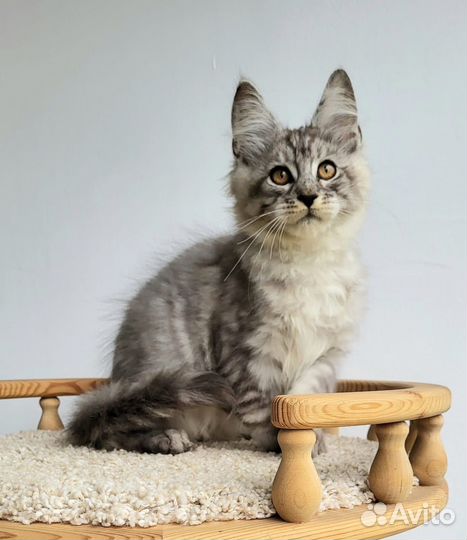 Котята мейн-кун