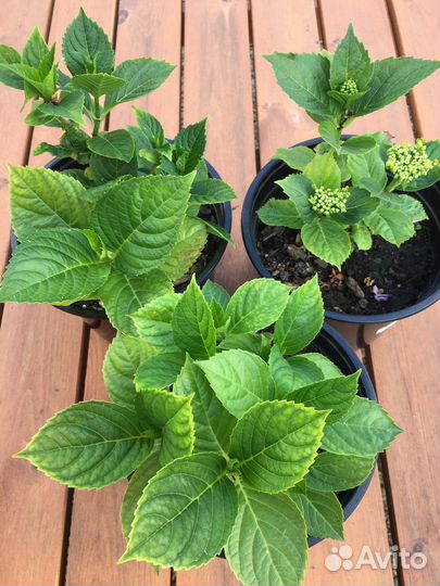 Гортензия крупнолистная