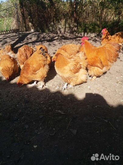 Куры молодки несушки