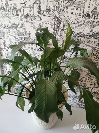 Спатифиллум