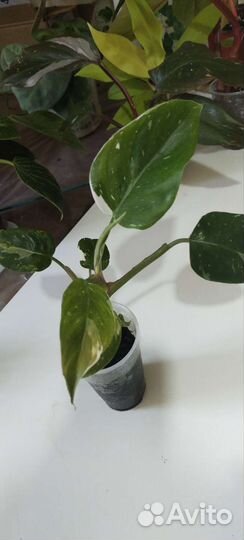 7 филодендронов