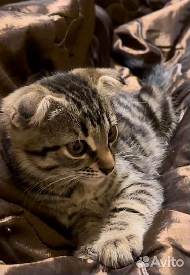 Котик в добрые руки