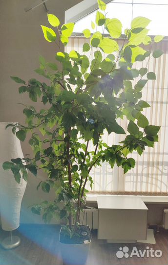 Гибискус 2 метра