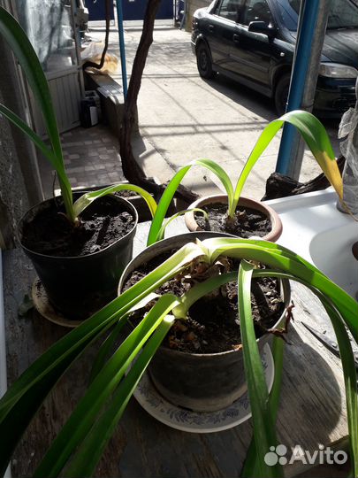 Гиппеаструм