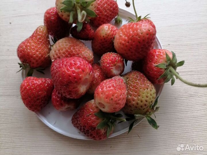 Рассада усы клубники ремонтантной и сортовой