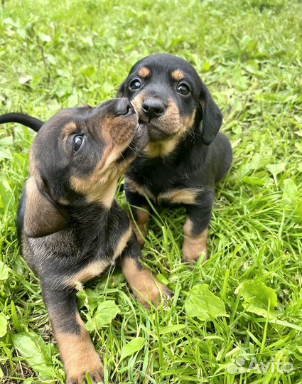 Карликовая такса щенки