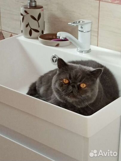 Вязка, кот экзот