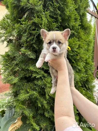 Щенки вельш корги пемброк