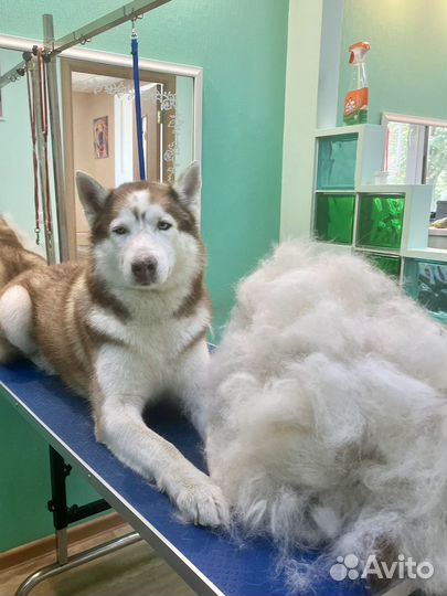 Груминг собак