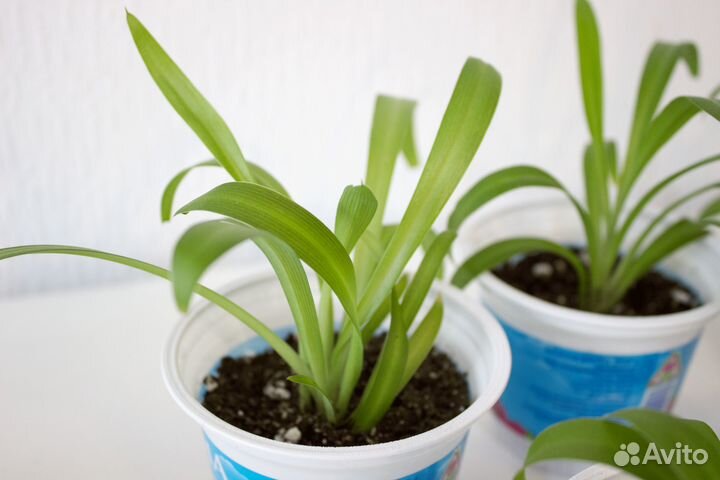 Комнатные растения цветы, хлорофитум