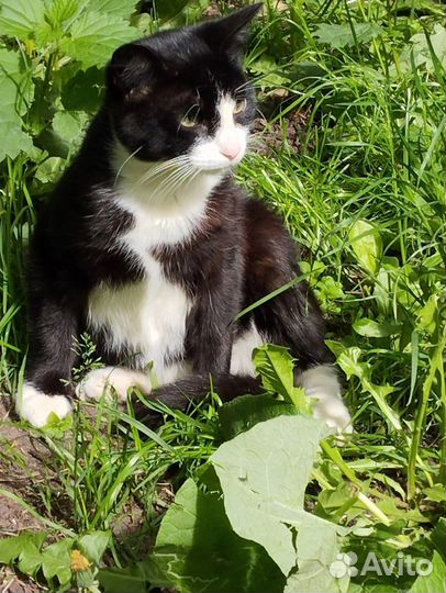 Отдам молодого котика