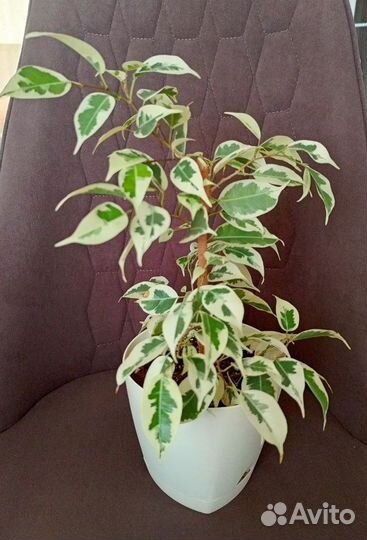 Фикусы бенджамина