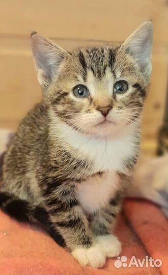 Котенок-девочка